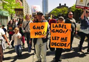 People marching in a sunny street during a protest against genetically modified organisms in the Trump Era, holding signs that say "GMO no!!" and "label GMOs! Let me decide.