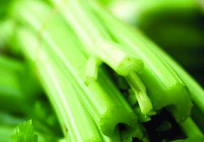 A close-up photo of fresh, green celery stalks with leaves, arranged neatly, displaying vibrant textures and showcasing celery nutrition.