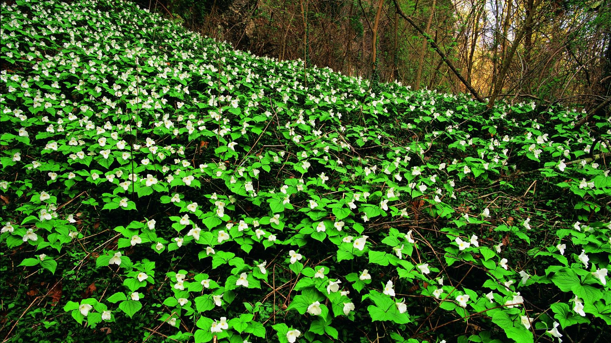 Highlands Nature Sanctuary in Ohio