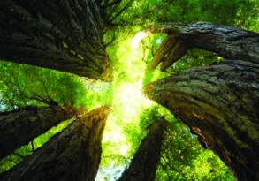 View from the forest floor looking up at several tall trees converging overhead, sunlight filtering through bright green leaves, whispering their last words to the sky.