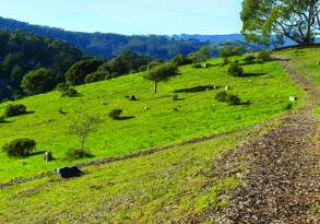 Lush green hillside with scattered rocks and trees under a clear blue sky, used for sustainable burial practices, with a narrow dirt path on the right.