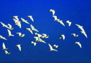 A flock of white birds in flight against a clear blue sky, perfect for bird watching.