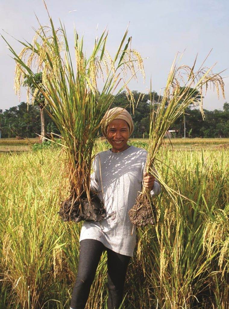 Lotus Foods’ rice is grown using up to 50% less water and produces 40% less methane than other rice.