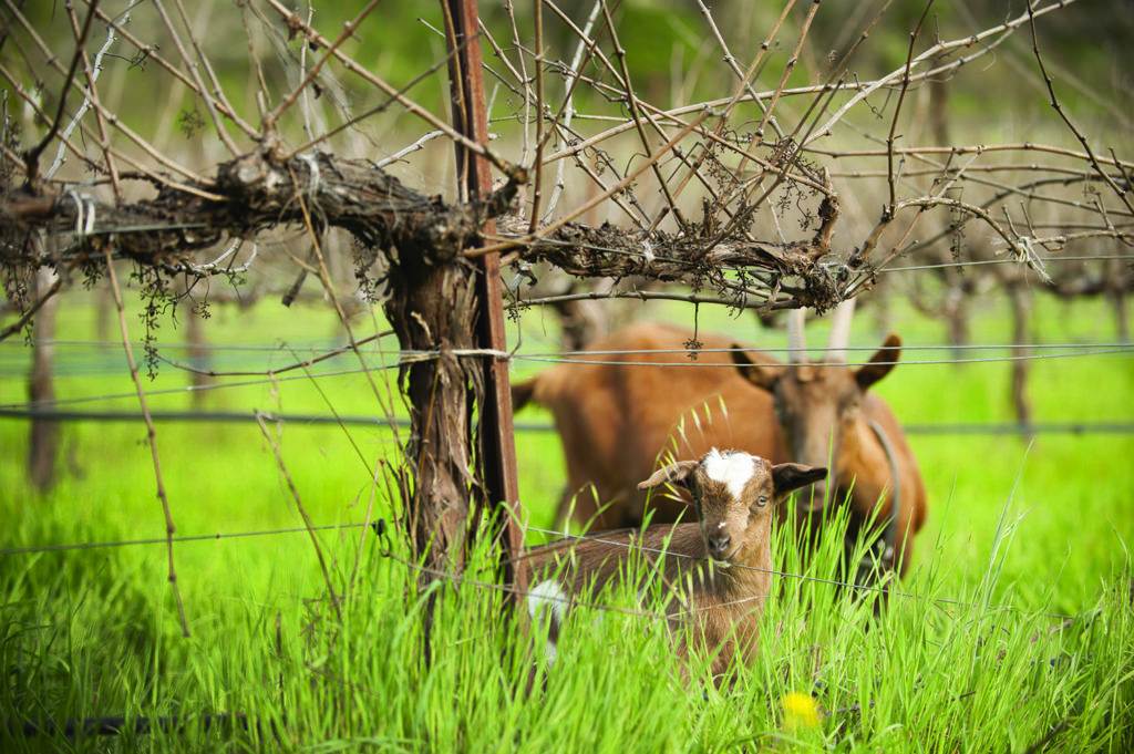 Goats served as part of the biodynamic farming process at the vineyard but the flock did not survive the fire.