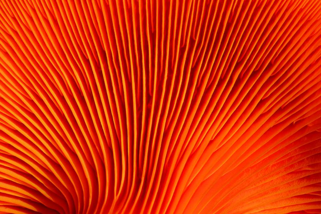 macro image of orange jack o lantern mushroom gills