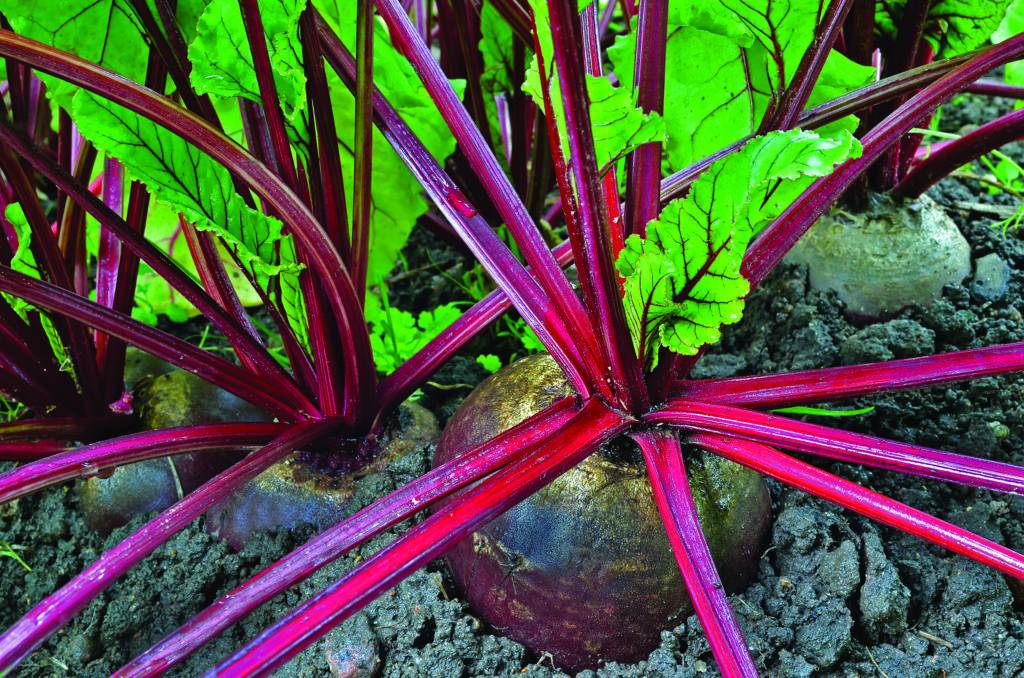 Close up beetroot in a vegetable garden