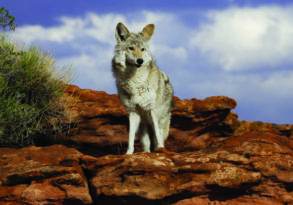 A gray wolf stands alert on a rocky outcrop under a bright blue sky with clouds, embodying a coyote-like consciousness.