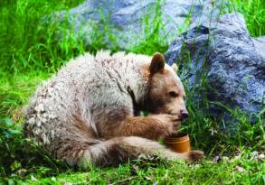 A bear with a light brown face and a white body is sitting in green grass, licking a pot next to a large rock, as if savoring its last words.