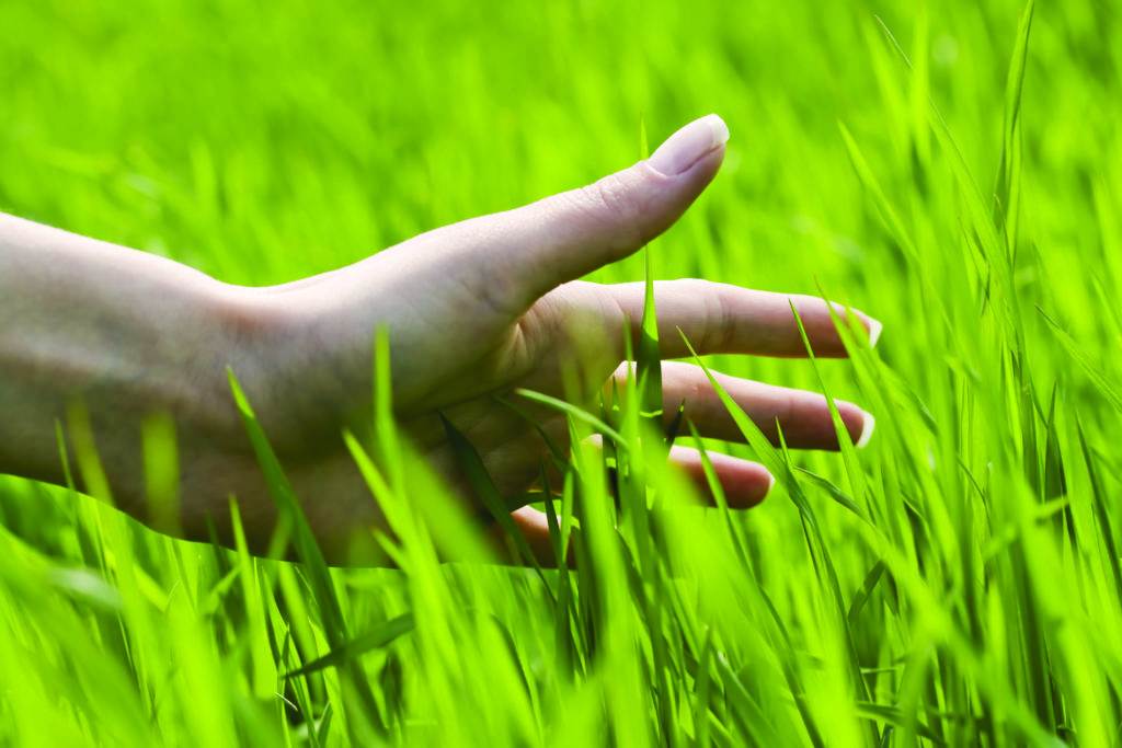 hand in the grass