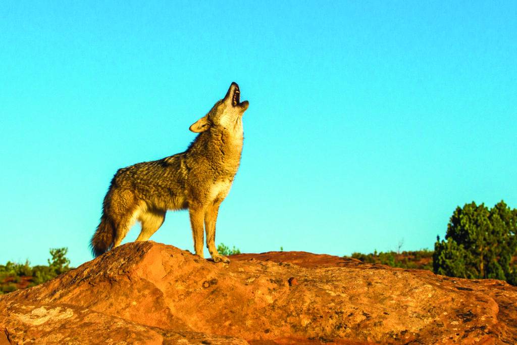 howling coyote