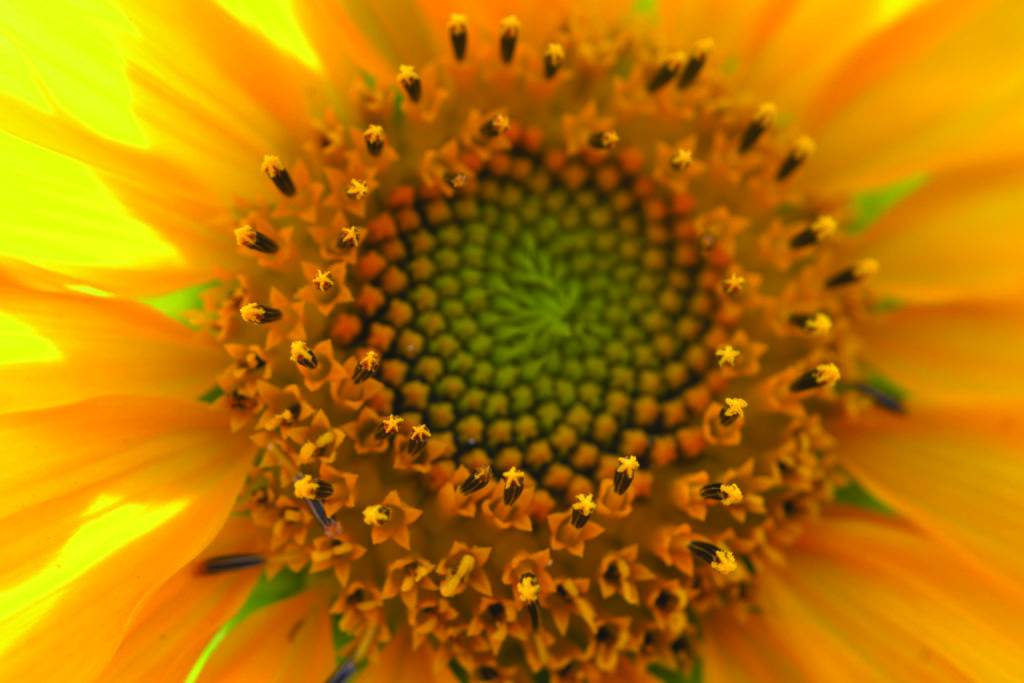 sunflower