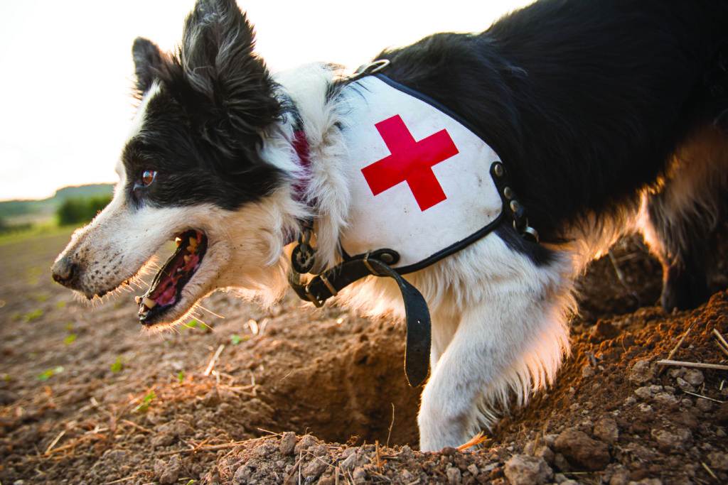 dog with red cross