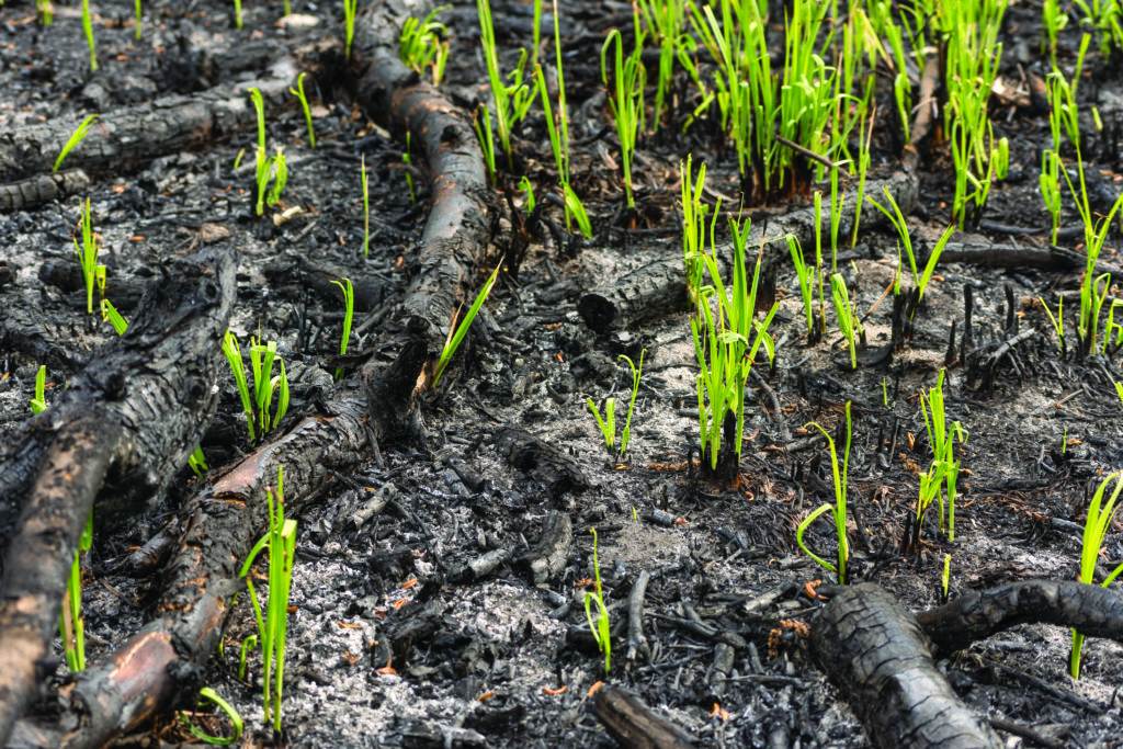 sprouts sprout after a fire