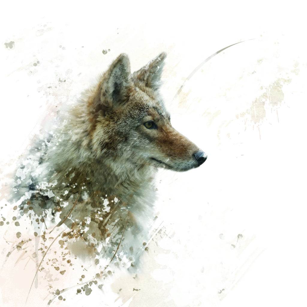 Coyote