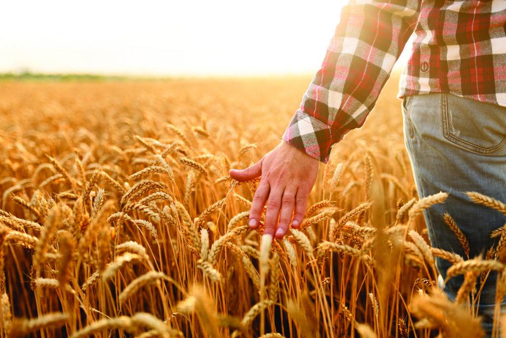 a man touching spikelets of wheat