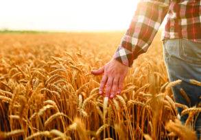 A farmer's hand brushing over ripe wheat in a golden field at sunset, reflective of recent agricultural policy.