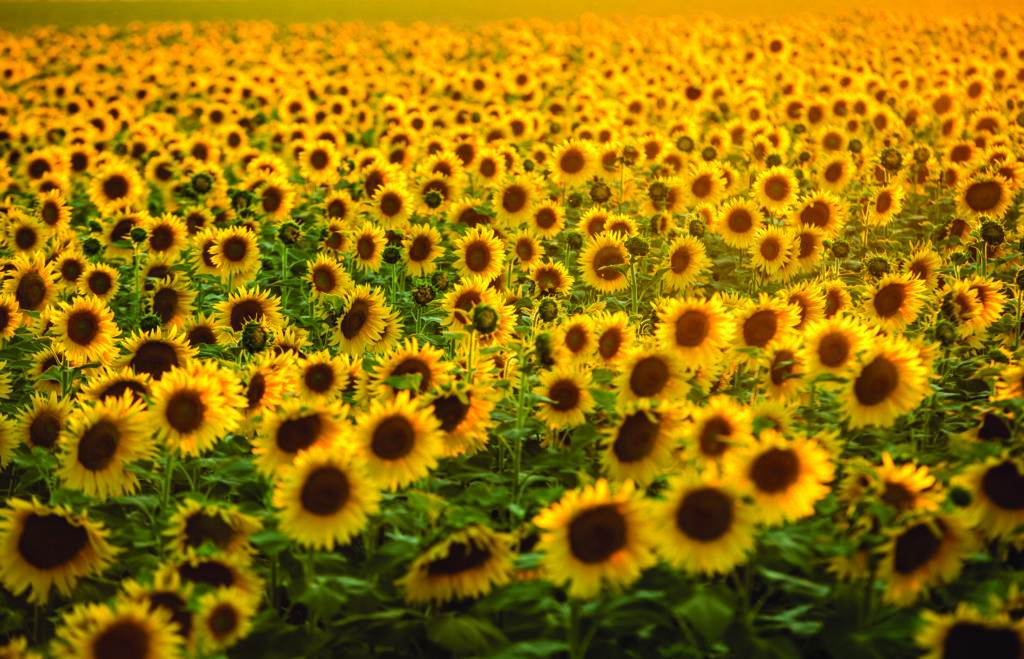 sunflowers