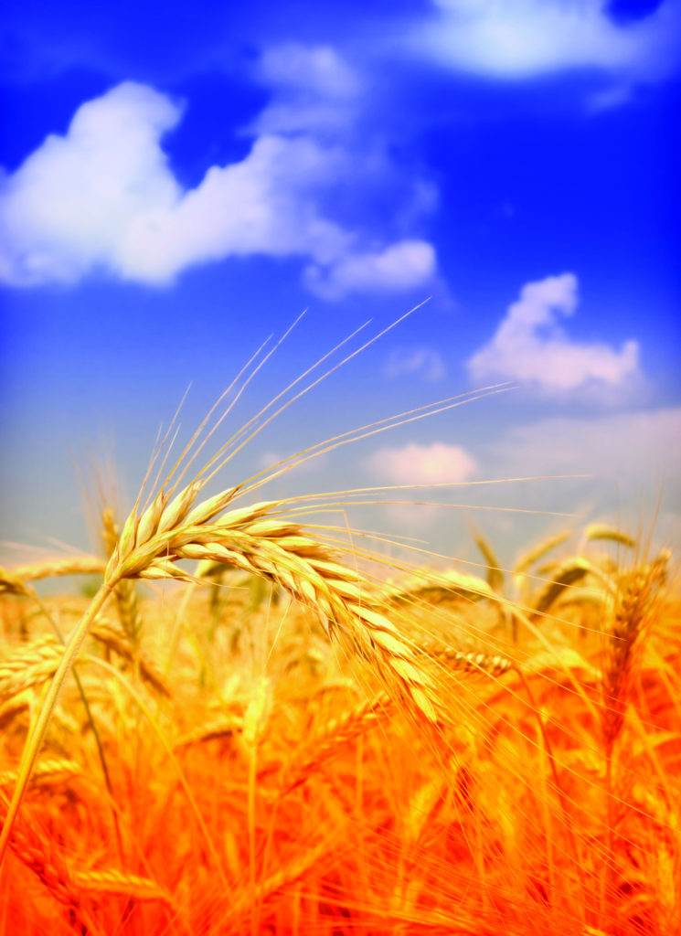 wheat and sky