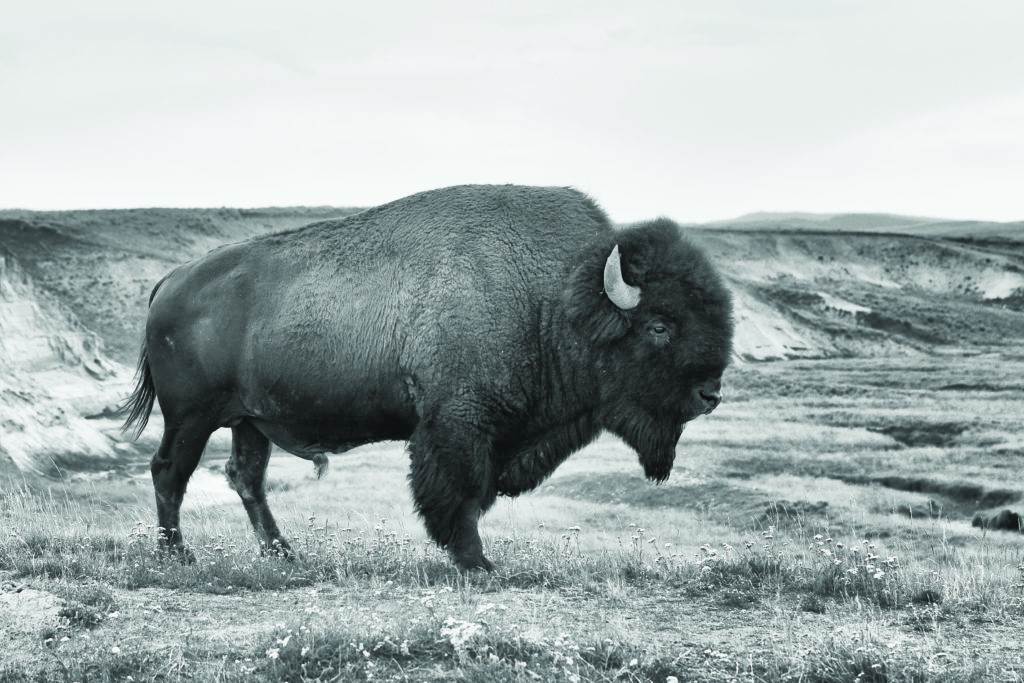 The typical American Bison in the Yellowstone National Park in USA