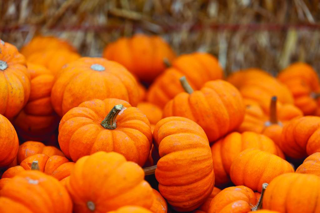 pile of small cute pumpkins at pumpkin patch