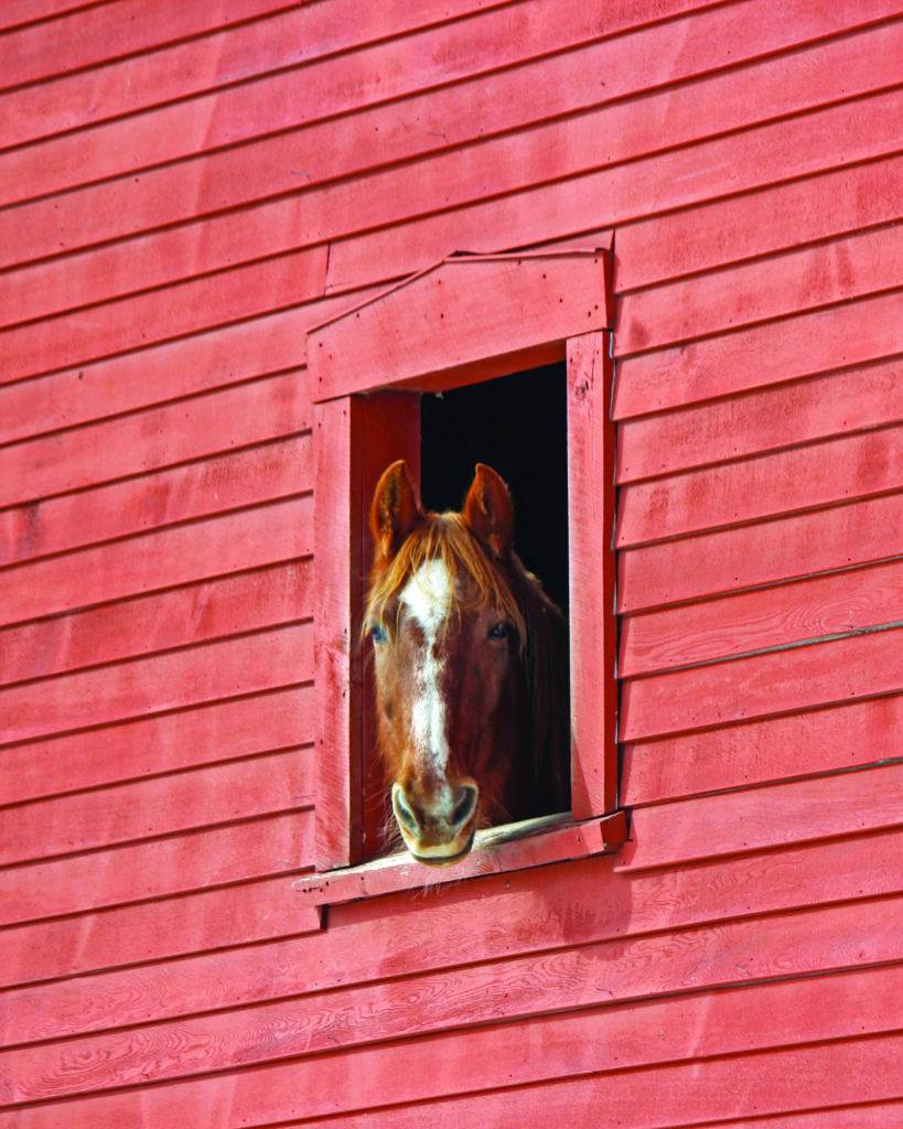 horse in the window