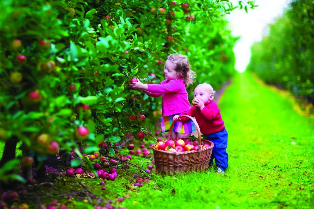 Child picking apples on a farm in autumn. Little girl and boy play in apple tree orchard. Kids pick fruit in a basket. Toddler and baby eat fruits at fall harvest. Outdoor fun for children.