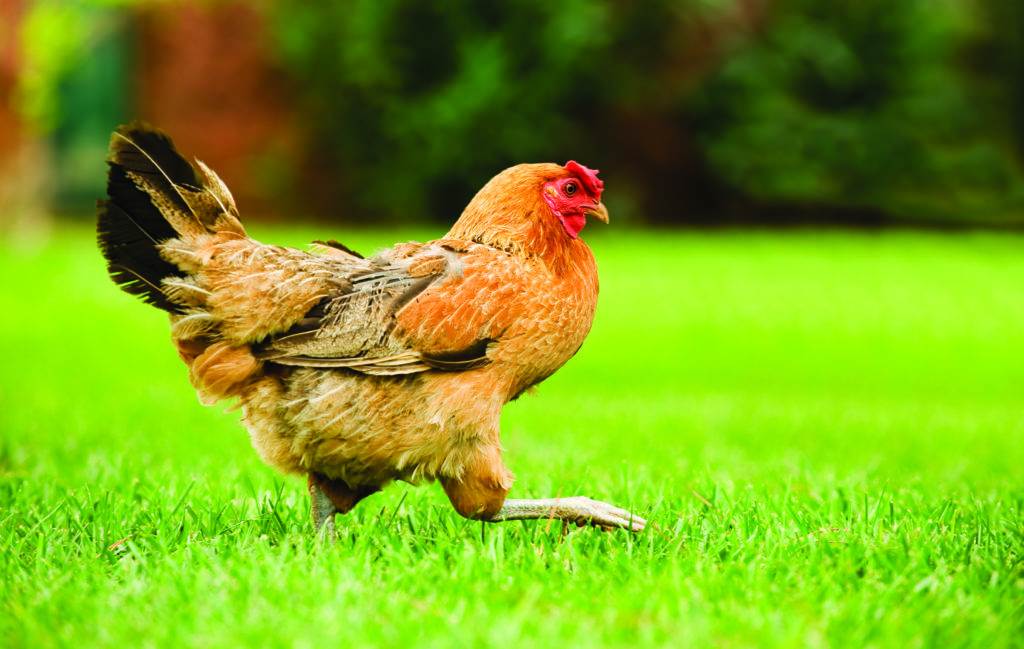 Image of a hen walking on a green field