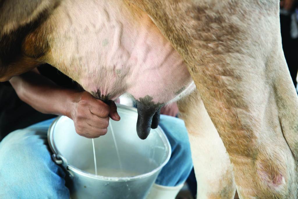 Farmer worker hand milking cow in cow milk farm.