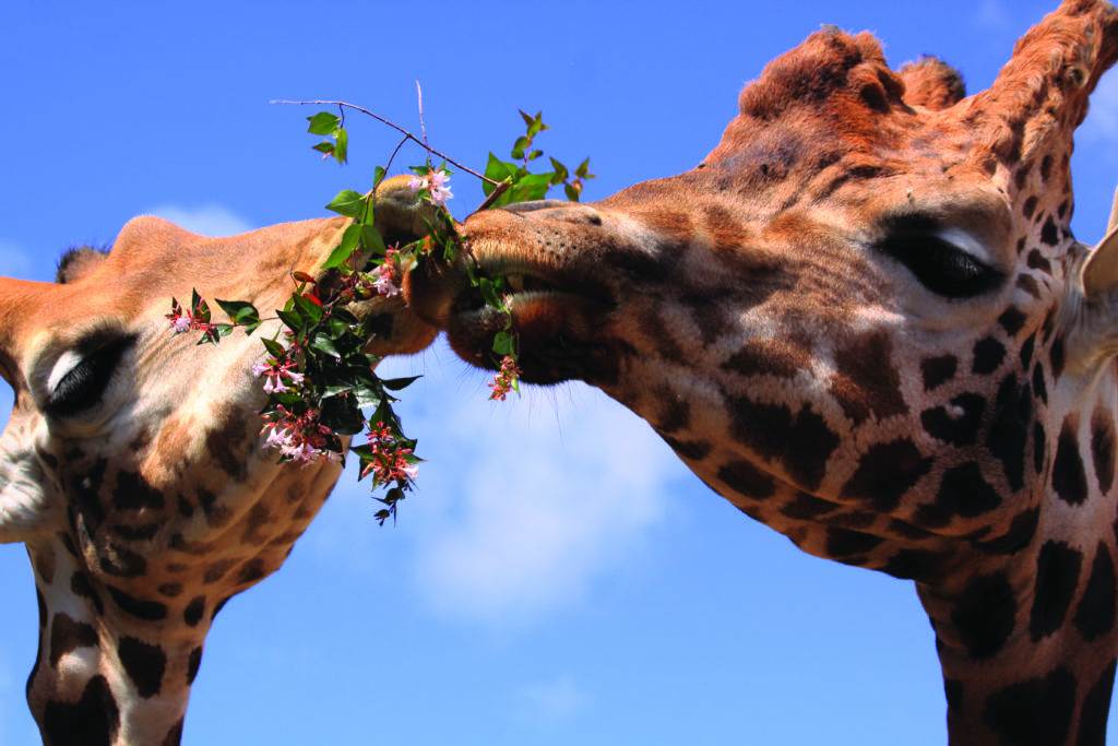 two giraffes are eating