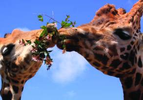 Two giraffes under a blue sky, one eating leaves from a branch held in the other's mouth as they share their last words.