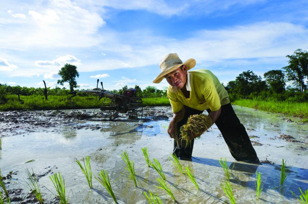 man is growing rice