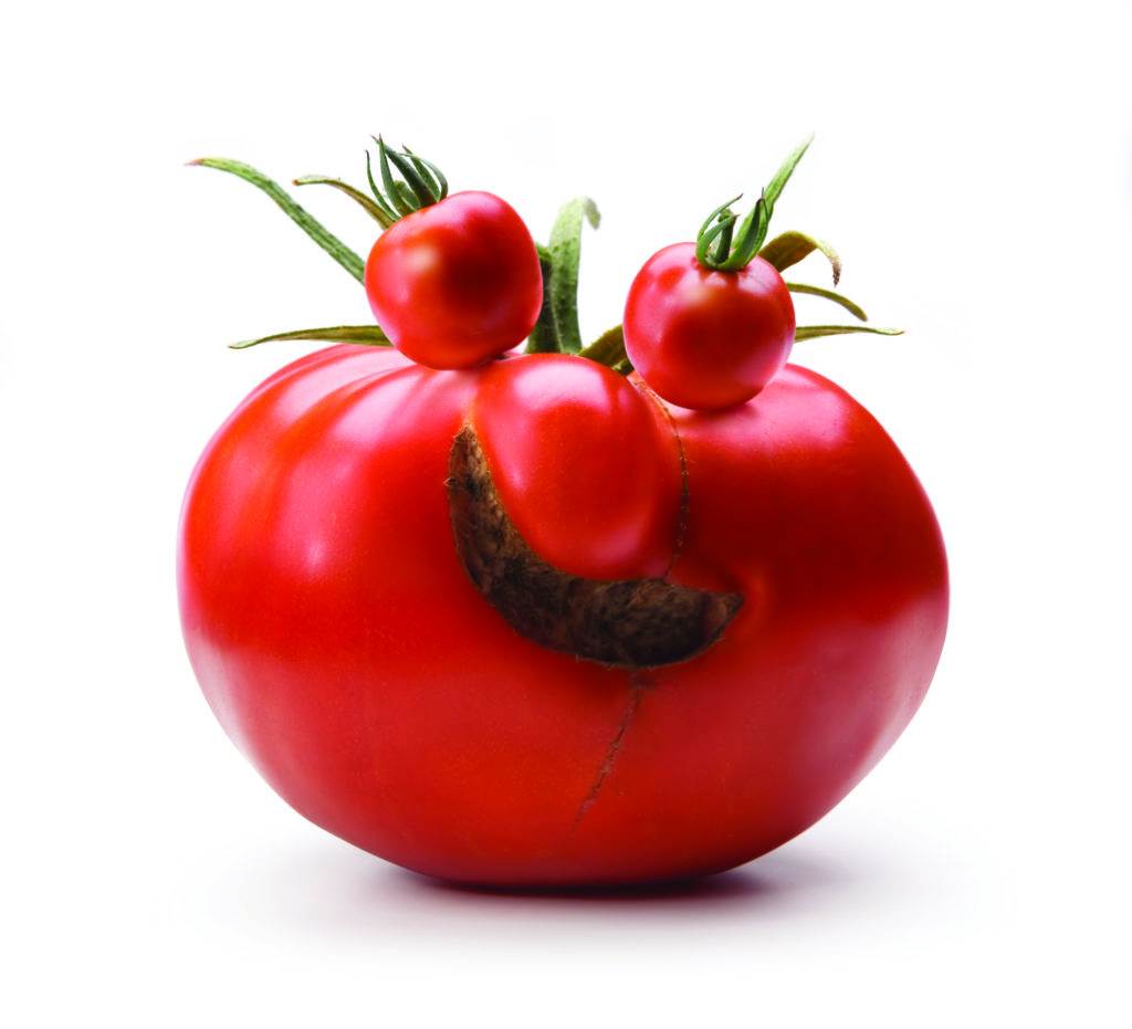 funny tomatoes