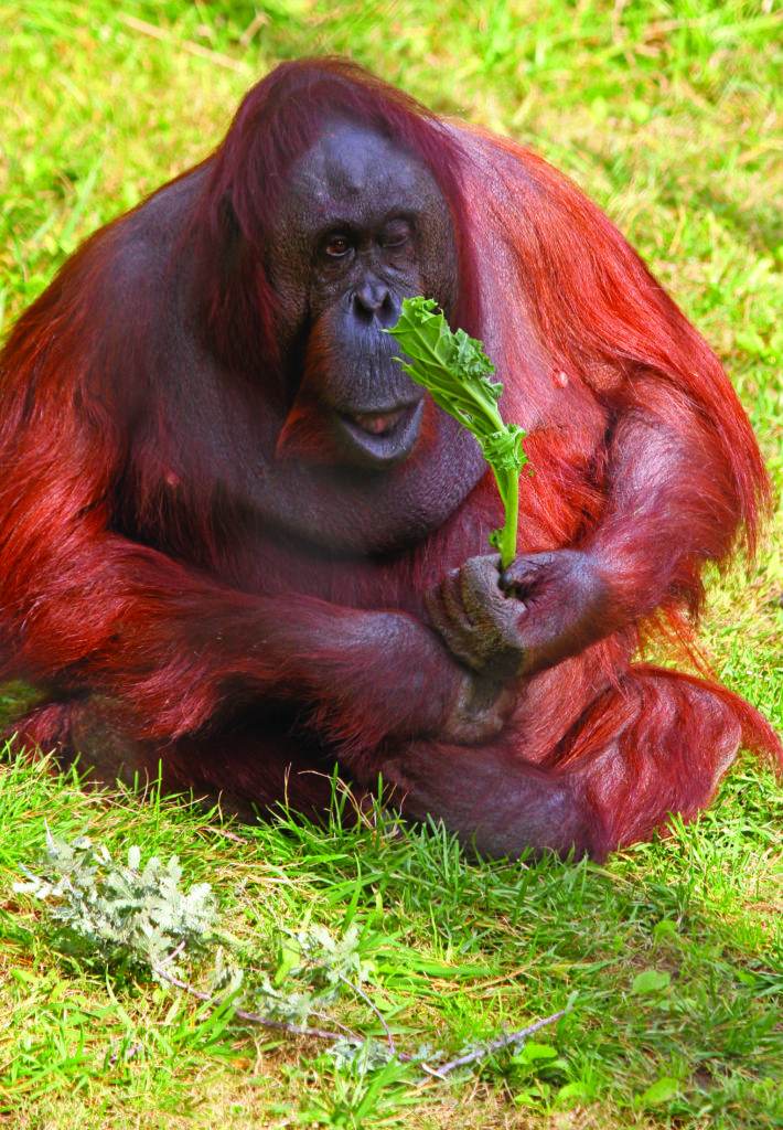 the monkey looks at the leaf