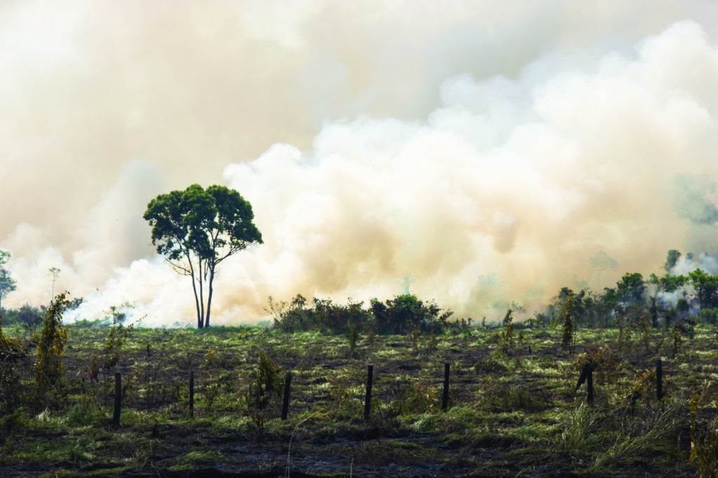 felled forest in the haze