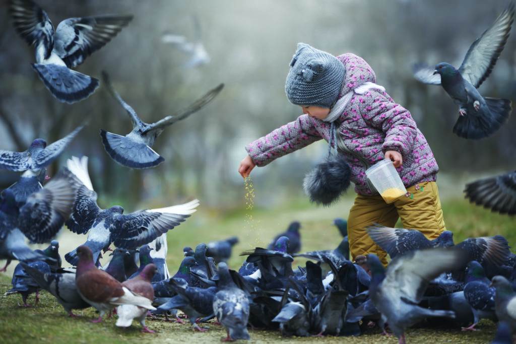 baby is feeding pigeons