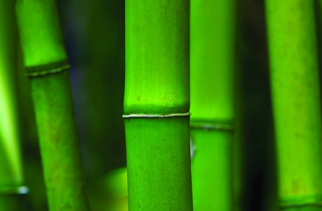 Bamboo