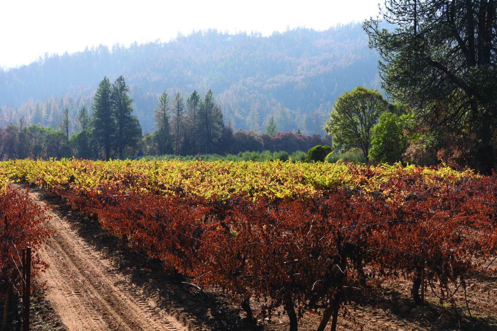 Post forest fire at Frey Vineyards