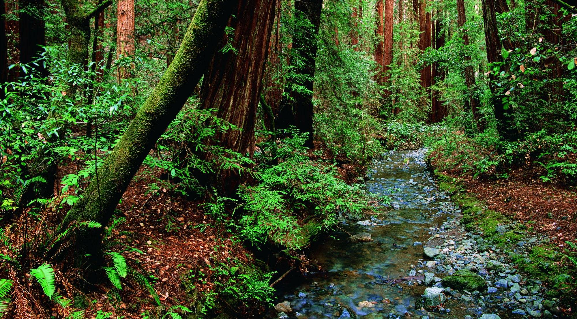 Muir Woods National Monument in California